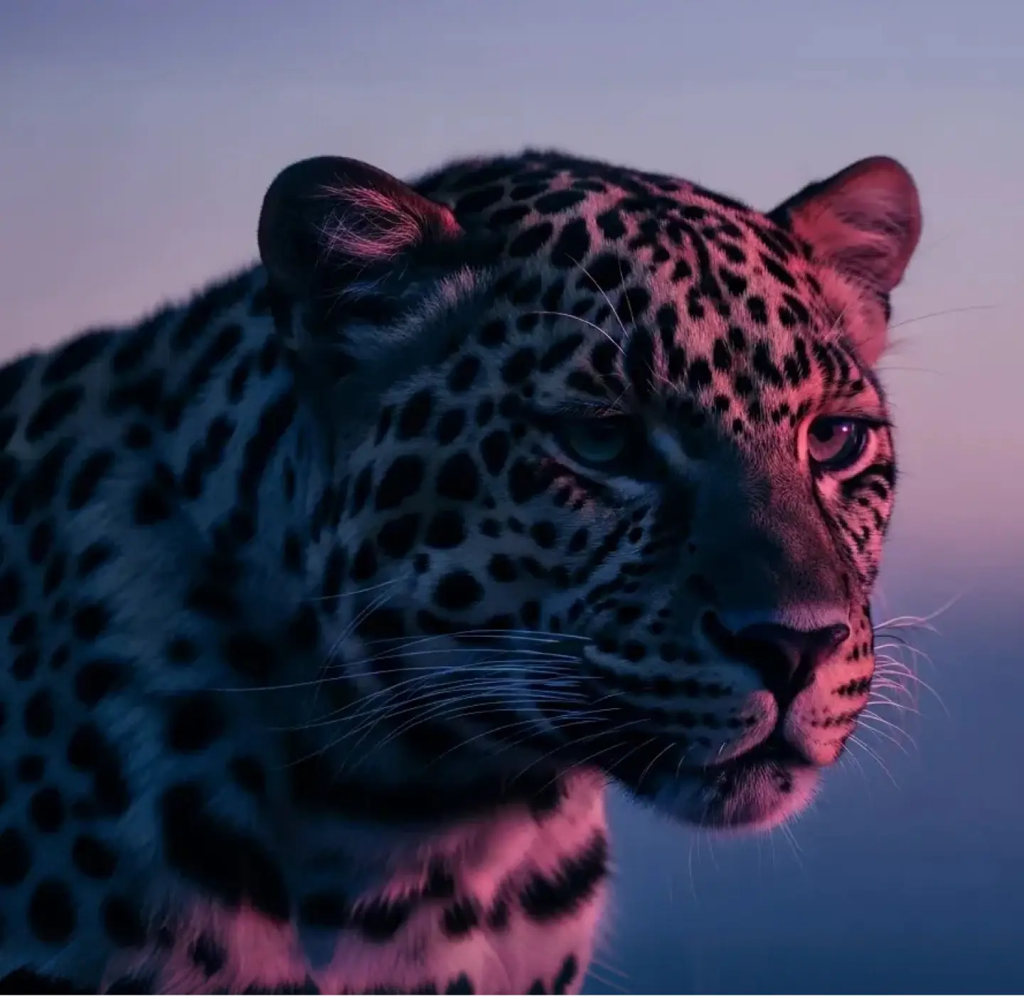 The leopard, the animal behind the Lepas character